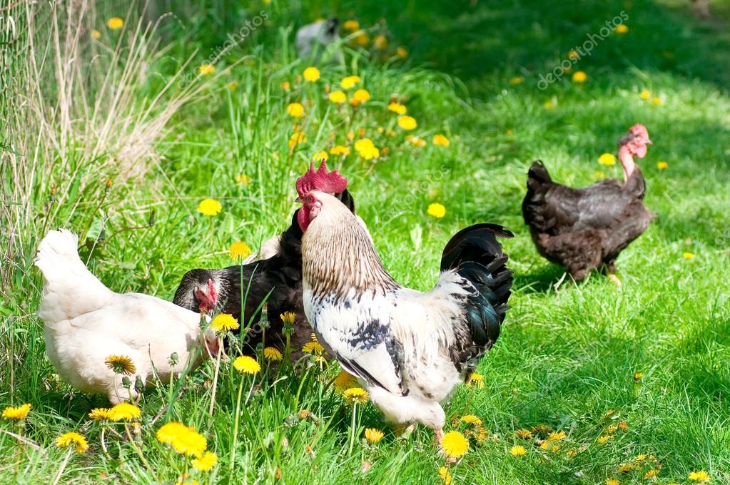 marta animal come gallinas marta animal come gallinas