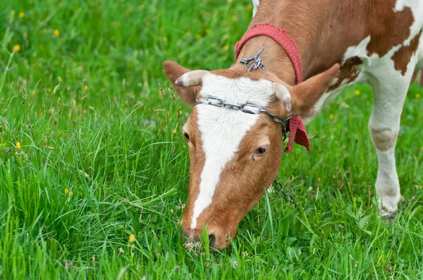 stock image Cow grazing on a meadow.