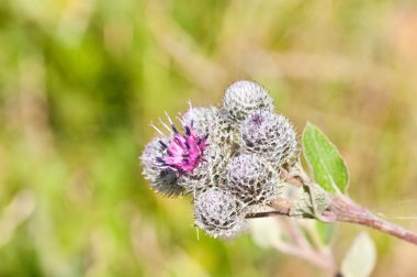 çiçekli büyük dulavratotu