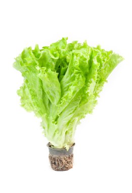 kök ile taze yeşil salata