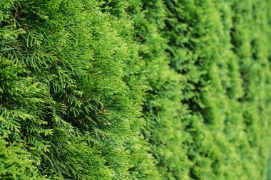 Beyaz sedir arka plan. 