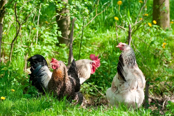 Hens and rooster — Stock Photo, Image