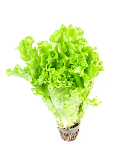 Frischer grüner Salat mit Wurzel — Stockfoto