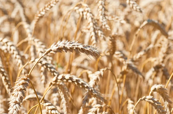 Ear of wheat on field — Stock Photo, Image