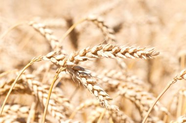 Kulak buğday alanında