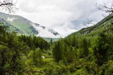 bulutlar dağlar ve ağaçlar üzerinde