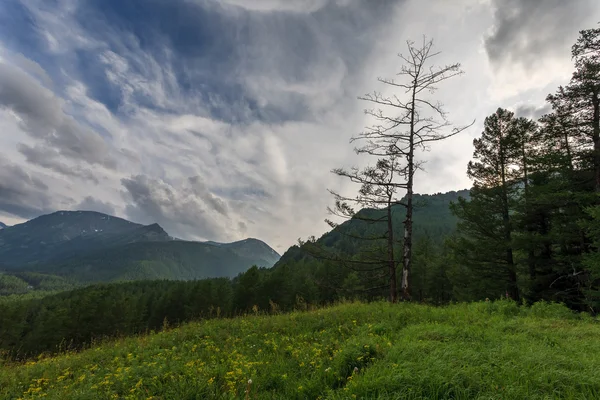 Clouds over mountains and trees — Stock Photo, Image