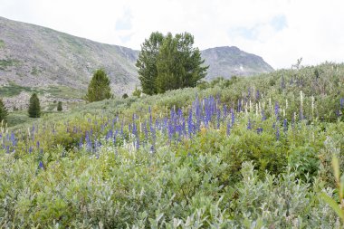 dağlar ve ağaçlar üzerinde gökyüzünde bulutlar