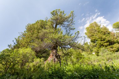 Mavi gökyüzü ve dağlar