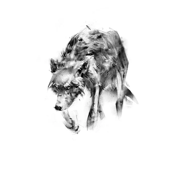 Skica, kresba vlka na bílém pozadí — Stock fotografie