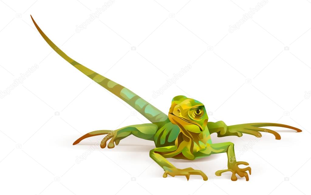 Bright painted lizard on a white background