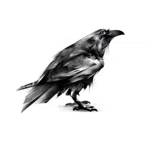Pintado corvo preto em um fundo branco — Fotografia de Stock