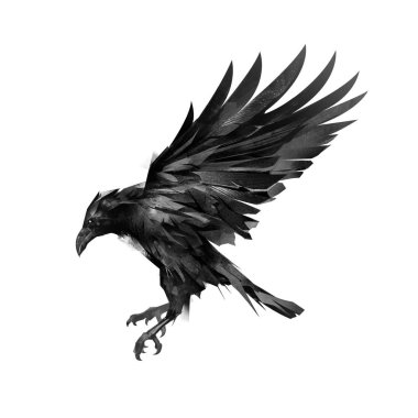 drawing a sketch of a flying black crow on a white background clipart