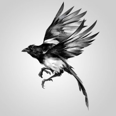 izole boyalı gerçekçi kroki magpie uçuş