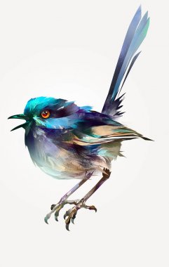 Boyalı parlak izole kuş peri çit kuşu