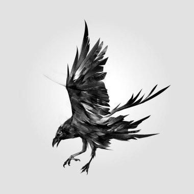 saldıran kuş Raven izole sanat
