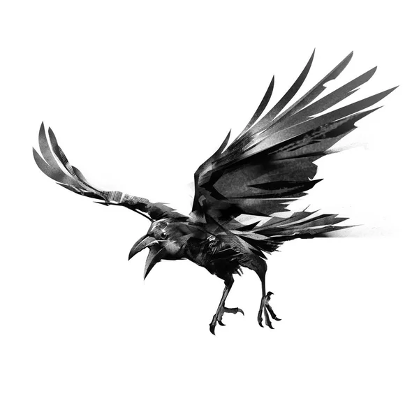 Drawn flying crow on white background — Stock Photo, Image