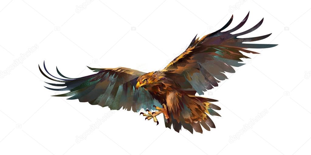 Drawing flying eagle on white background