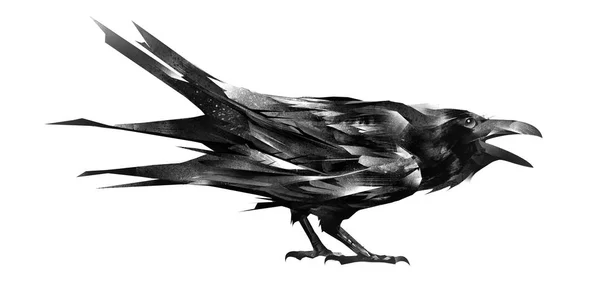 Esboço de um corvo sentado no fundo branco — Fotografia de Stock