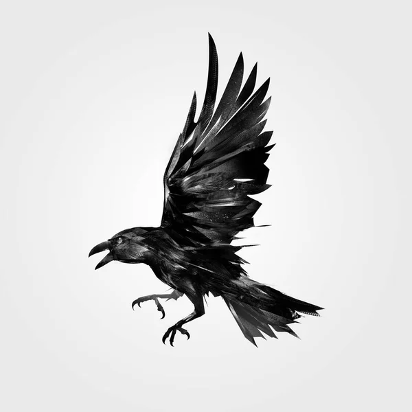Desenhado isolou o pássaro atacante Raven — Fotografia de Stock