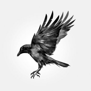 drawn attacking isolated bird crow clipart