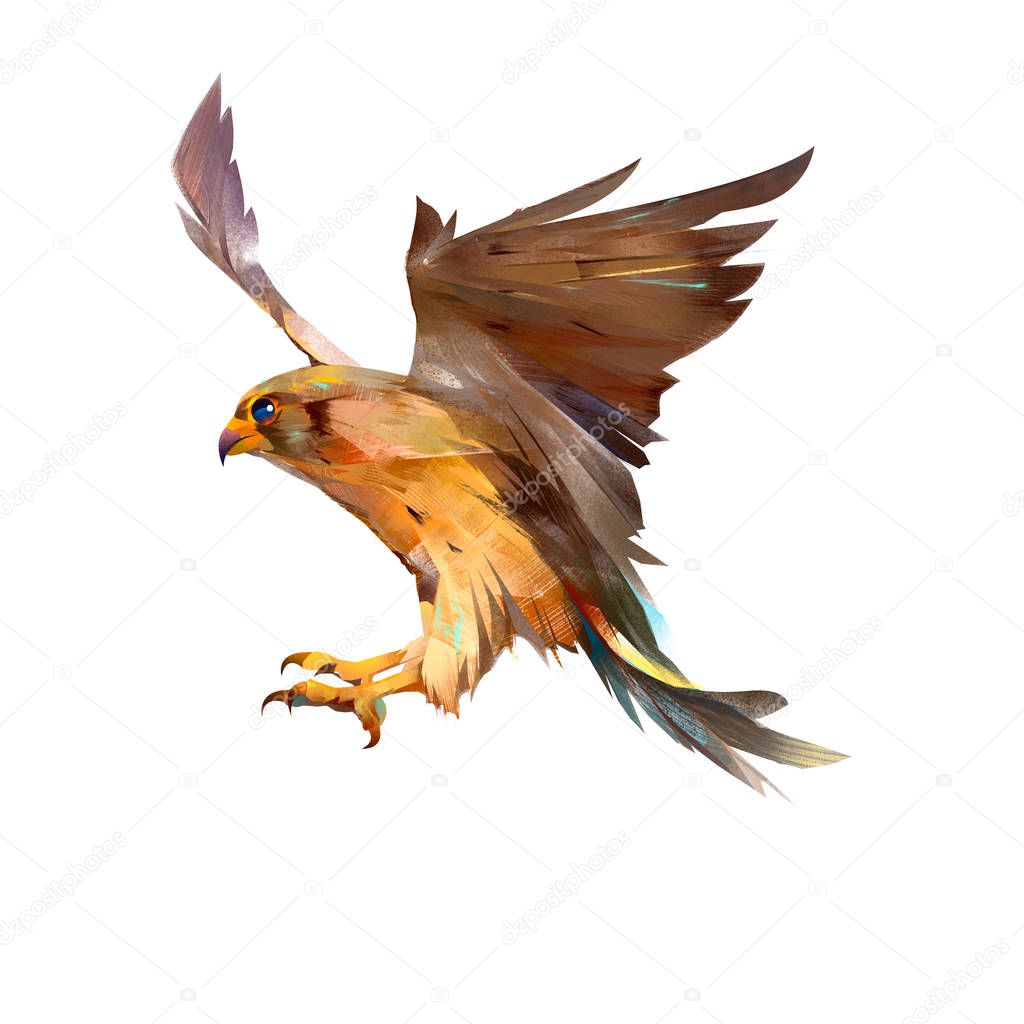 drawn isolated flying Falcon bird