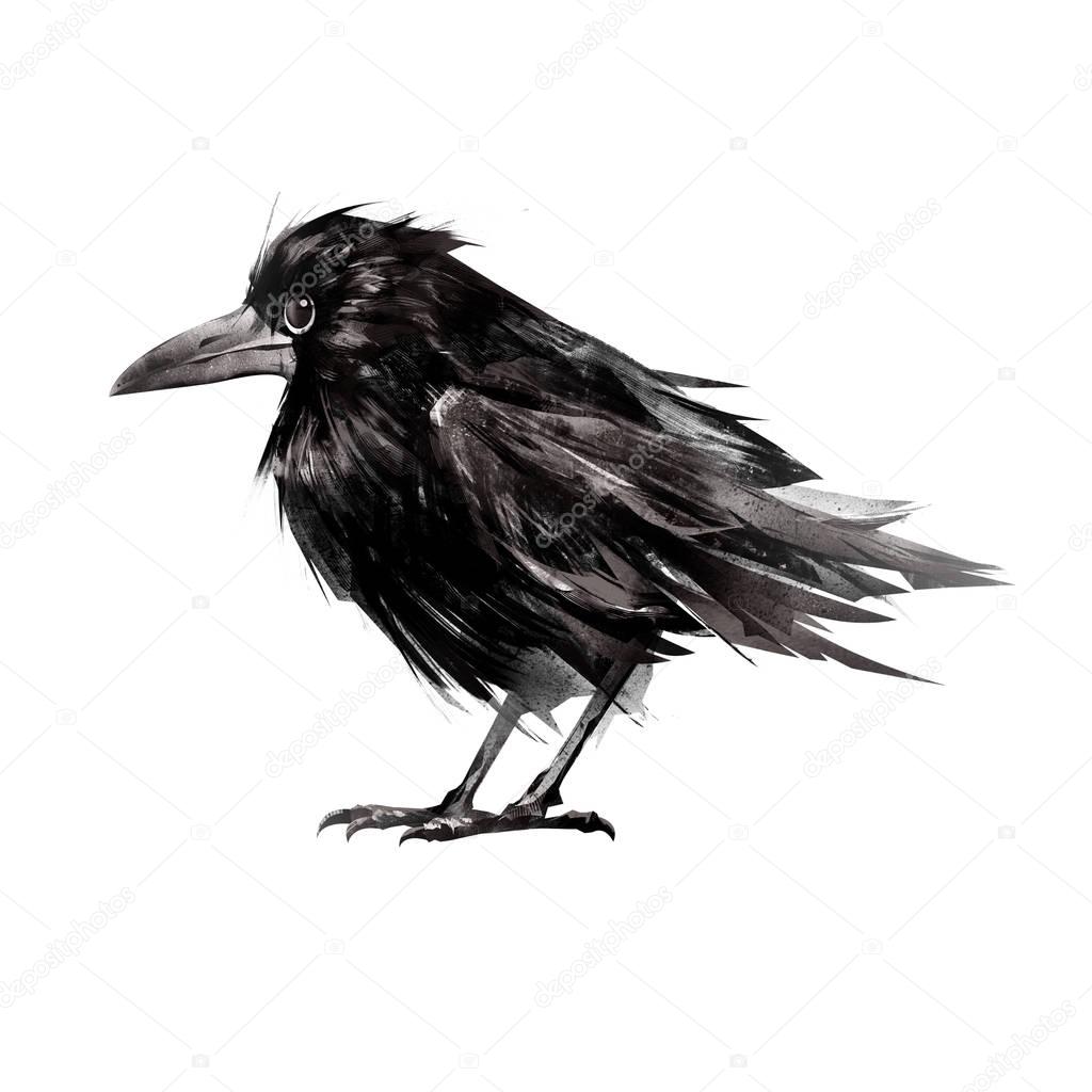 drawn sitting isolated young bird crow on the side