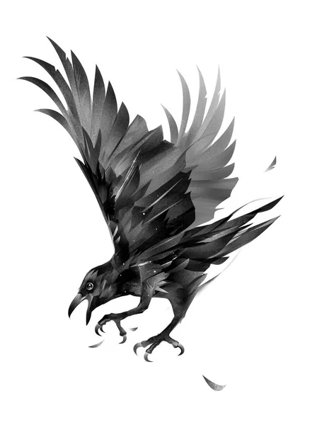 Painted crow attacking a bird on a white background — Stock Photo, Image