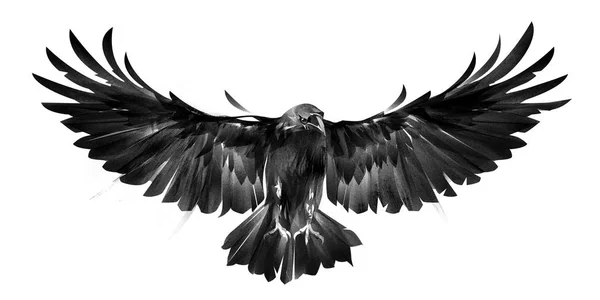 Изолированное изображение птичьих ворон на белом фоне спереди — стоковое фото