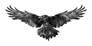 Raven önünde beyaz bir arka plan üzerinde kuş resmi