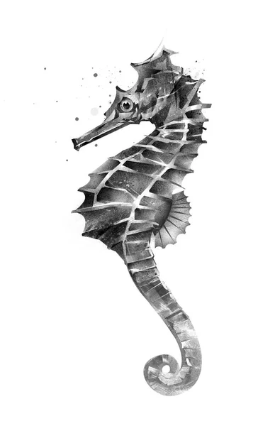 Izolované malované seahorse na straně — Stock fotografie