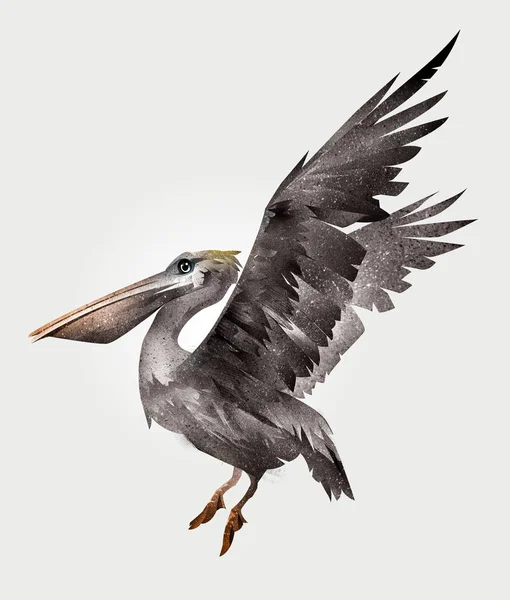 Isolado pintado pássaro pelicano em voo, vista lateral — Fotografia de Stock
