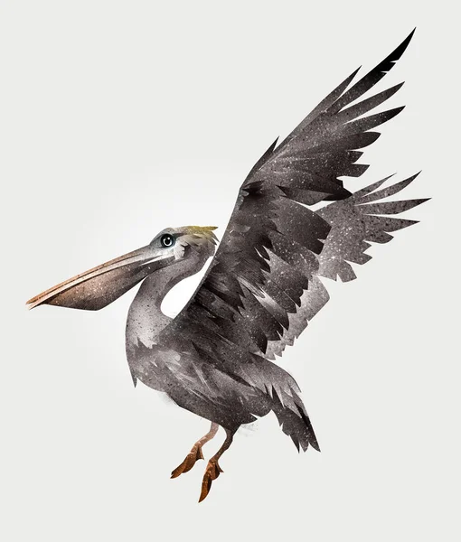 Geïsoleerde geschilderde Pelican vogel in vlucht, zijaanzicht — Stockfoto