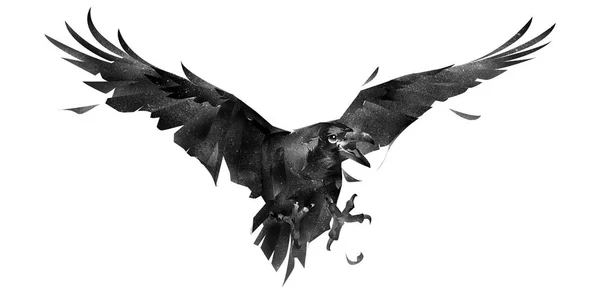 Dessiné oiseau isolé un corbeau dans un combat à l'avant — Photo