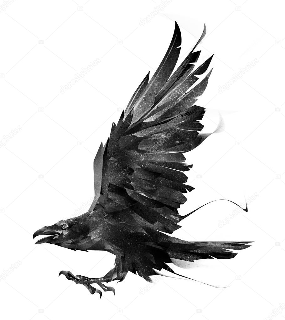 sketch of a flying bird Raven on white background side view