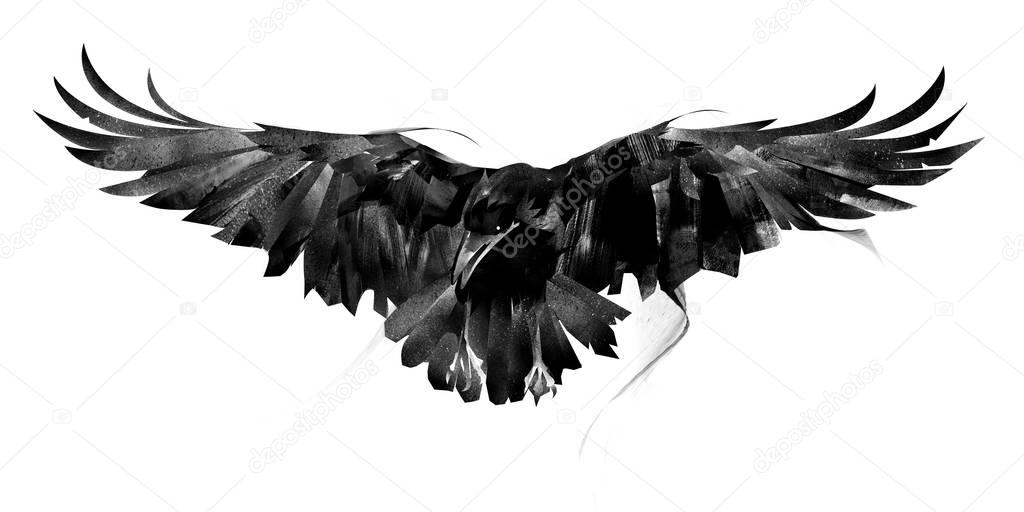 drawn flying crow on white background front