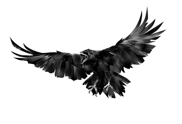 Painted flying bird of a raven on a white background — Stock Photo, Image