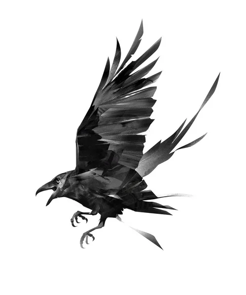 Painted flying bird of a raven on a white background — Stock Photo, Image