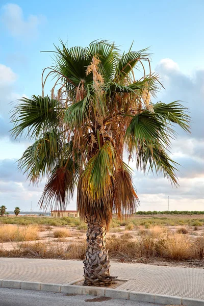 Yellow-green palm tree on a background of blue sky with clouds in Spain, Valencia — Stock Photo, Image