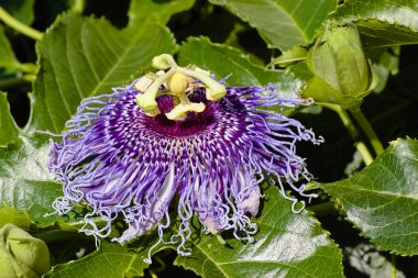 Passiflora incarnata, mor tutku çiçek