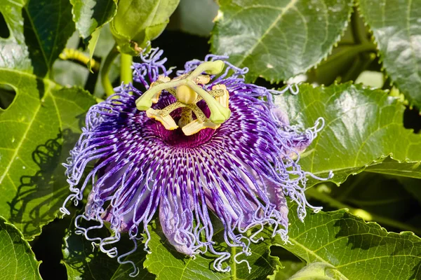 Passiflora incarnata, mor tutku çiçek