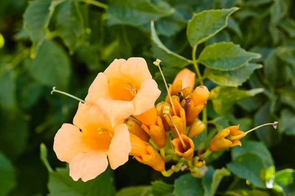 Sarı çiçekli Campsis radicans veya trompet asma. İspanya.