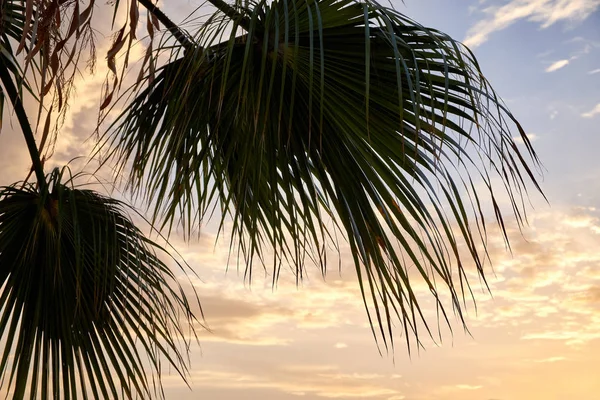 A branch of palm trees on a beautiful sunset. Spain. — Stock Photo, Image