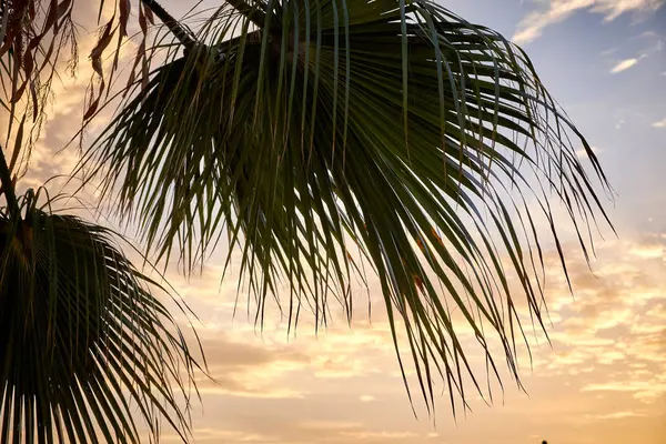Une branche de palmiers sur un beau coucher de soleil. Espagne . — Photo