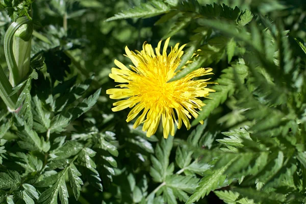 Dente di leone giallo sopra la testa con un sacco di dettagli da vicino e verde dietro alla luce primaverile . — Foto Stock