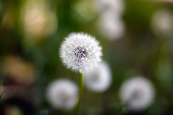 Löwenzahn im nassen grünen Gras mit Tau-Rasen-Hintergrund. — Stockfoto