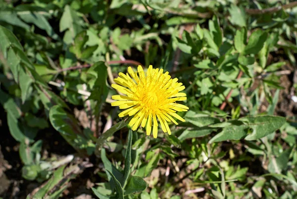 Amarelo dente-de-leão sobre a cabeça com muitos detalhes de perto e verde atrás na luz da primavera . — Fotografia de Stock