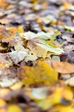 Sonbahar akçaağaç yalan yere geç sonbaharda yaprakları. Saint-Petersburg, Rusya Federasyonu.