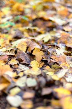 Sonbahar akçaağaç yalan yere geç sonbaharda yaprakları. Saint-Petersburg, Rusya Federasyonu.