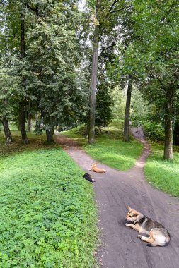 Güzel doğası ve mimari bir ısmarlayarak Gatchina Palace Park. St. Petersburg, Rusya. Nazik köpekler başıboş parkta uzak yolları açık dinlenme ve yemek için dilenmek.